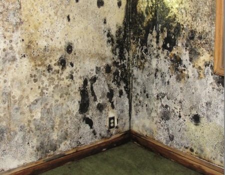 Moldy Walls