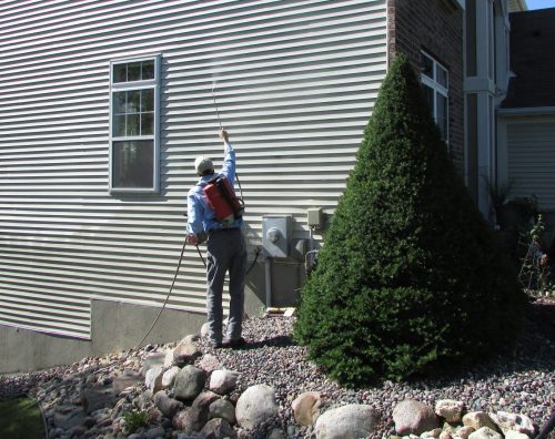 Spraying for boxelder bugs