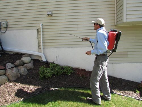 Boxelder bug treatment