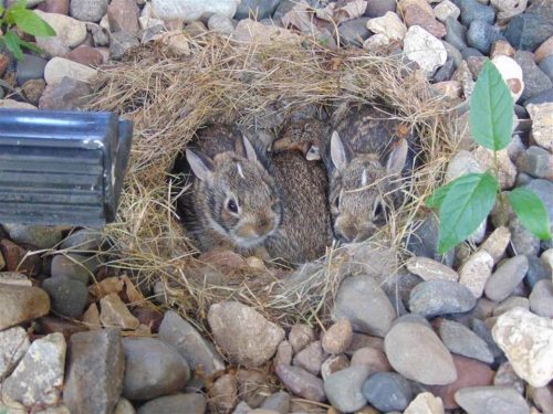 Baby bunnies