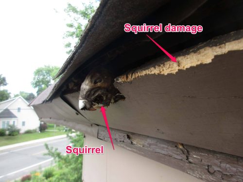 stuck squirrel