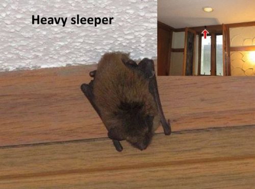 Bat in bedroom