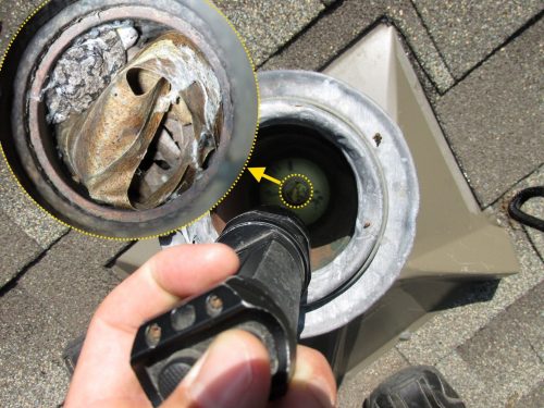 Frog in plumbing vent