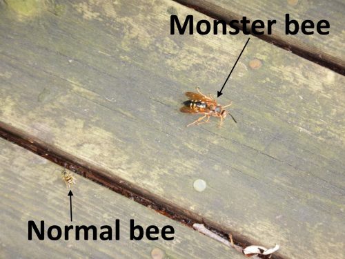 monster bee