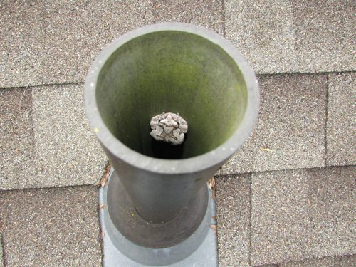 Toad in plumbing vent