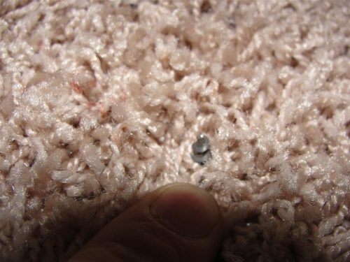 Screw sticking up out of carpet