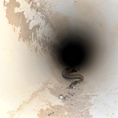Snake in duct