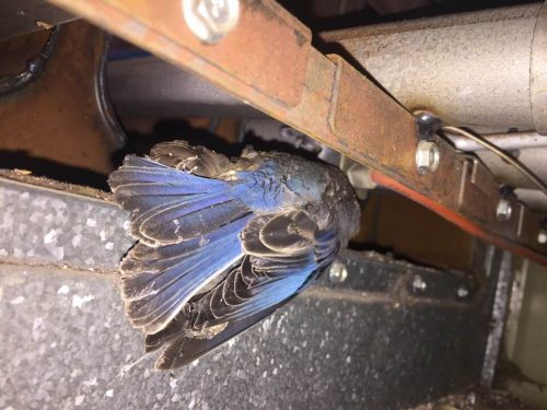 dead bird in furnace