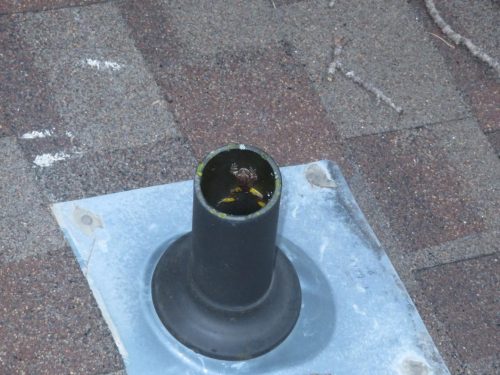 frog in plumbing vent