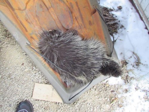 dead porcupine