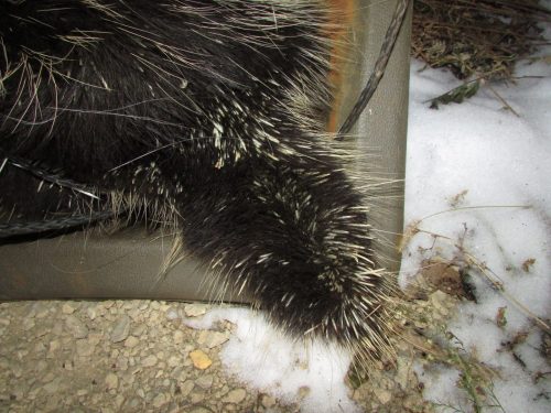 porcupine quills