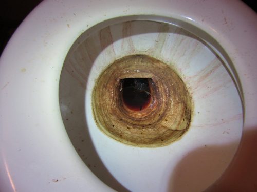 dead rat in toilet