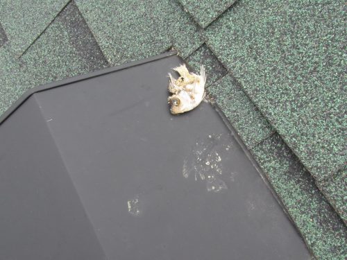 Dead fish on a roof