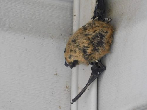 Frozen bat close-up