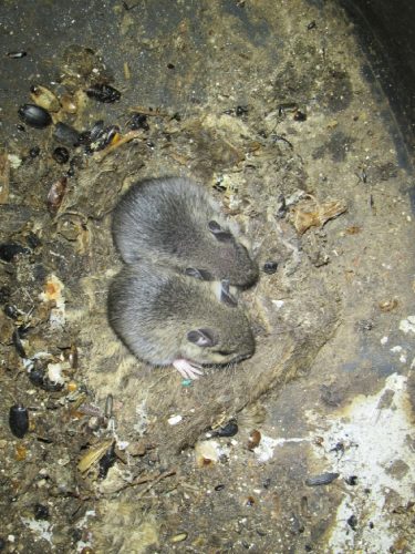 Two mice in sump basket