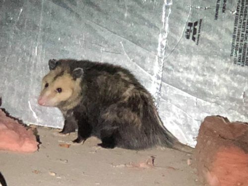 Opossum in crawlspace