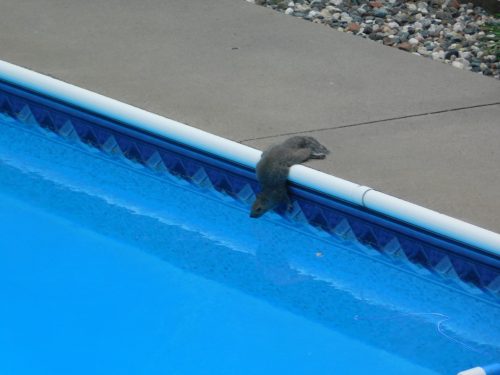 Squirrel drinking out of pool