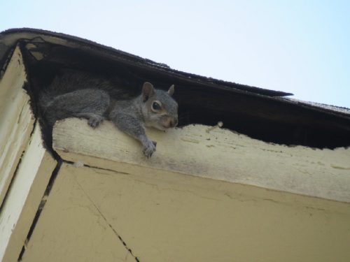 squirrel hanging out