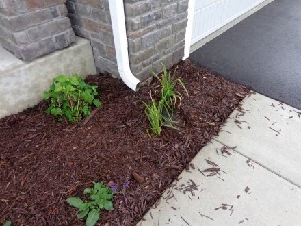 Downspout next to house