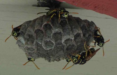 Waspnest