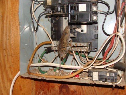 Mouse in panel