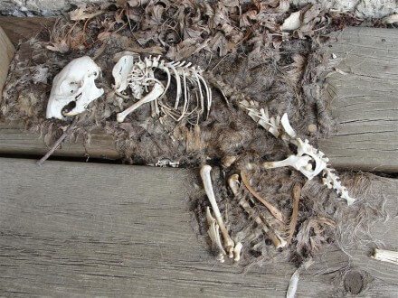 Squirrel skeleton