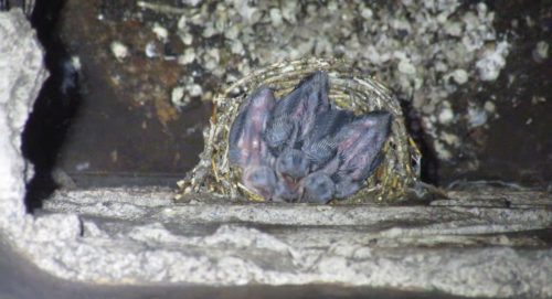 Chimney Swifts