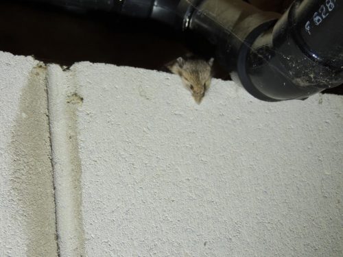 Mouse in basement