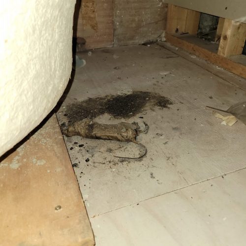 Rat under tub
