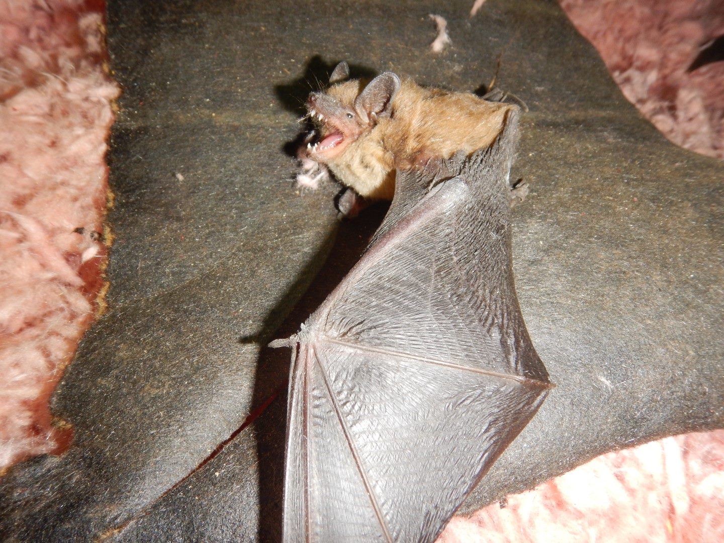 Stuff we've found in attics during home inspections Structure Tech