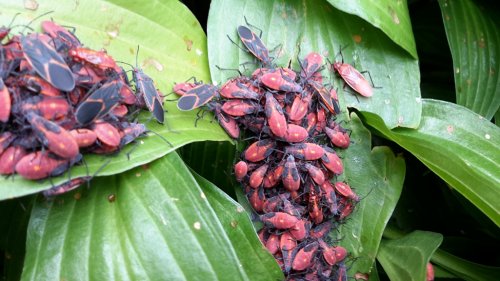 Boxelder Bugs Huddling