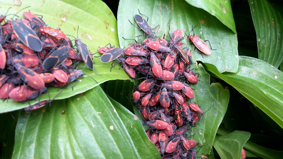 Boxelder Bugs: What should I do about them? - Structure Tech Home