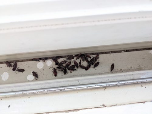 Boxelder Bugs in Reuben's Patio Door close-up