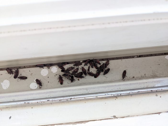 Boxelder Bugs: What should I do about them? - Structure Tech Home ...