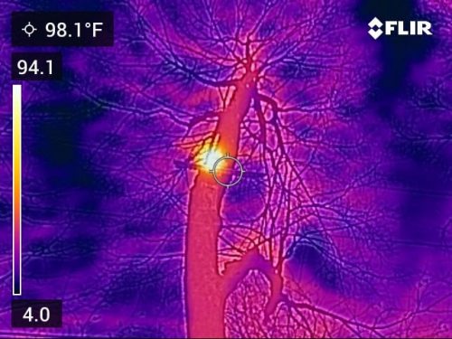 Infrared Image of tree on fire