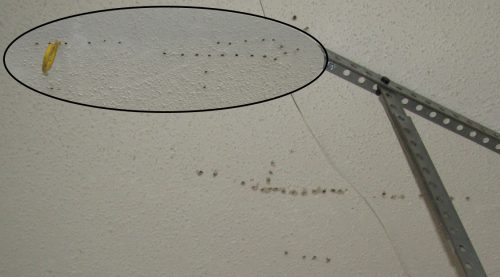 Exploratory holes in ceiling
