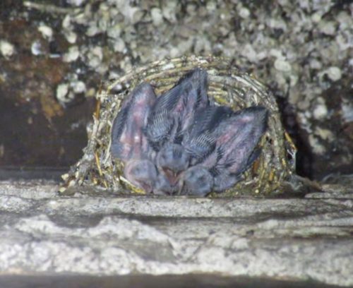 Chimney Swift babies