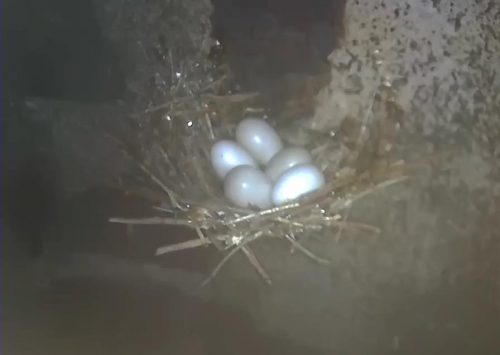 Swift eggs