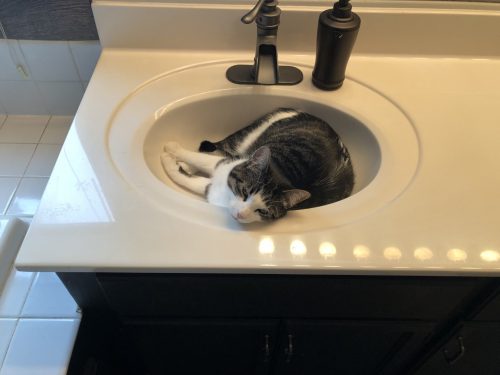 Cat in sink