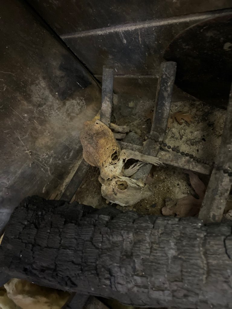 Squirrel remains in fireplace