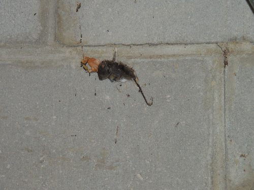 Mouse stuck on wall