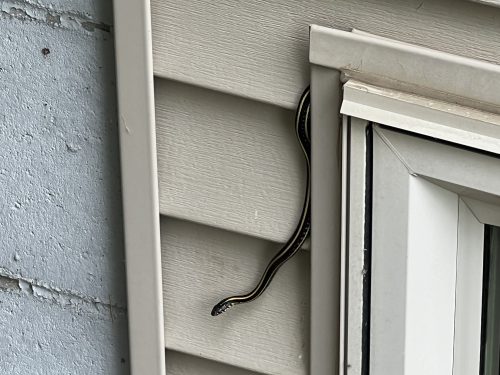 Garter snake flashing