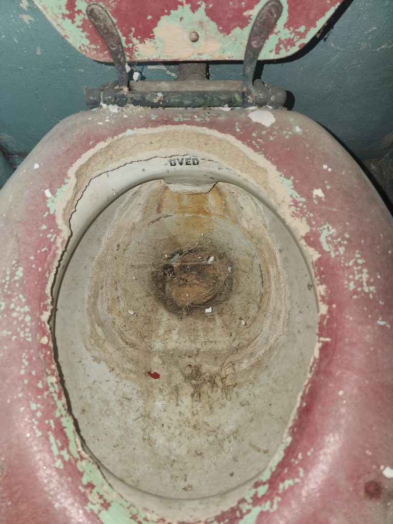 Rat in toilet