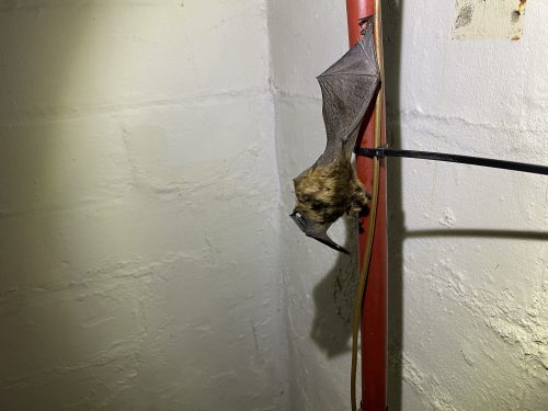 Dead bat in basement