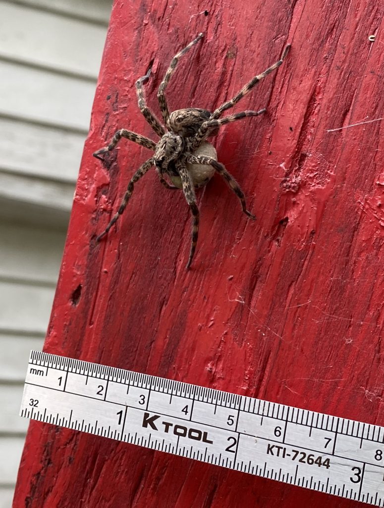 Fishing Spider