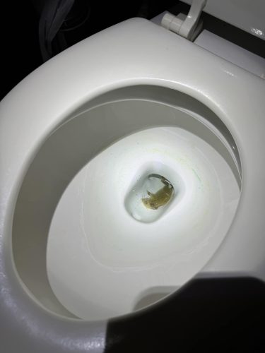 Mouse in toilet