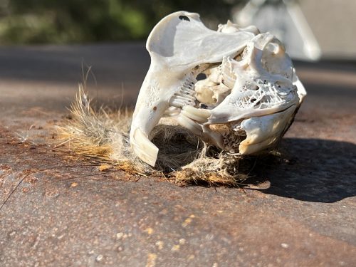 Skull on roof