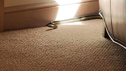 Snake at couch